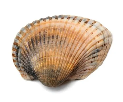 Seashell isolated on a white Stock Photos