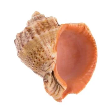 Seashell isolated on white Stock Photos