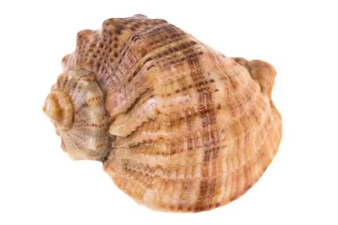 Seashell isolated on white Stock Photos