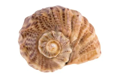 Seashell isolated on white Stock Photos