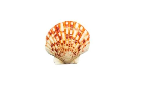 Seashell isolated on white Stock Photos