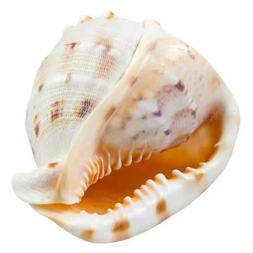 Seashell isolated on white Stock Photos