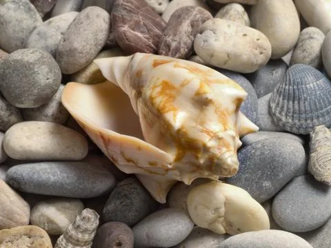 Seashell laid on the beach pebbles with tiny shells, close up Foto stock