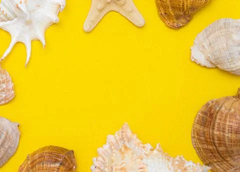 Seashell layout a yellow background. Vacation banner with place for text. ... Stock Photos