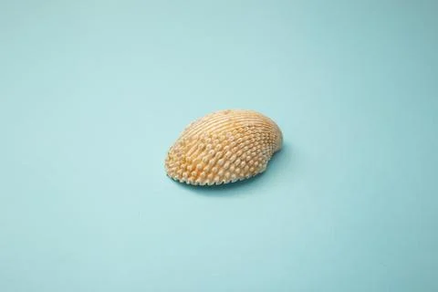 Seashell lies on a blue background Stock Photos