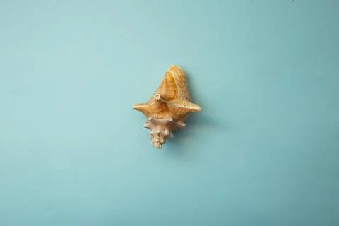 Seashell lies on a blue background Stock Photos
