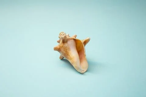 Seashell lies on a blue background Stock Photos