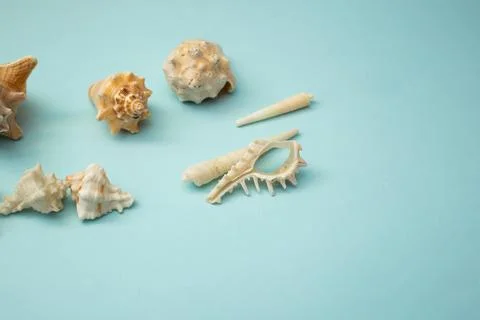 Seashell lies on a blue background Stock Photos
