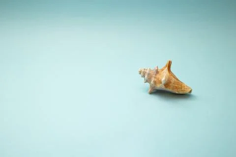 Seashell lies on a blue background Stock Photos