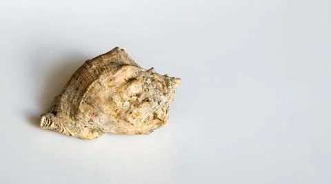 Seashell on a light background close up Stock Photos