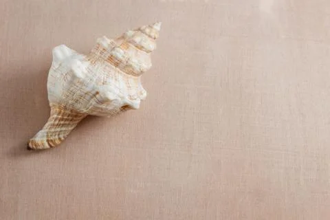 Seashell on light background Foto stock