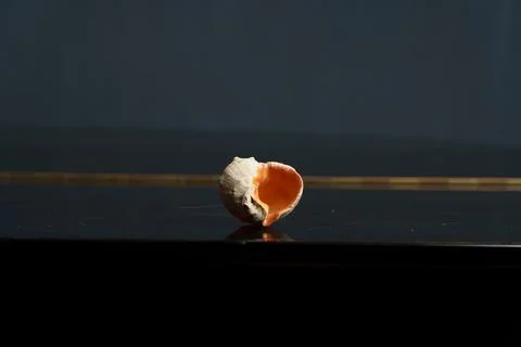 Seashell with a light orange interior rests on a smooth reflective surface Stock Photos