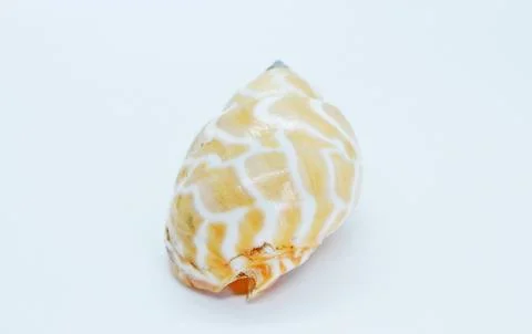 Seashell located on a white background Stock Photos