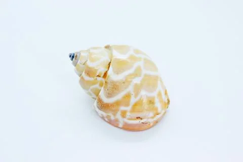 Seashell located on a white background Stock Photos