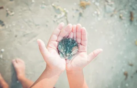 Seashell lying on children's hands Stock Photos