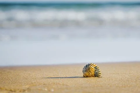 Seashell lying on the sand with blurred ocean waves in the background. Stock-Fotos