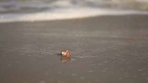 Seashell lying on the sand by the sea. Stock Footage 99107222