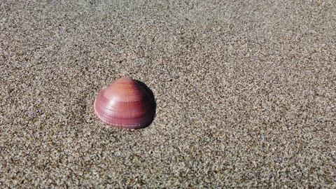 Seashell lying on the sand at the summer sea beach Video stock 186811939