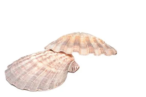 Seashell Lyropecten nodosus Stock Photos