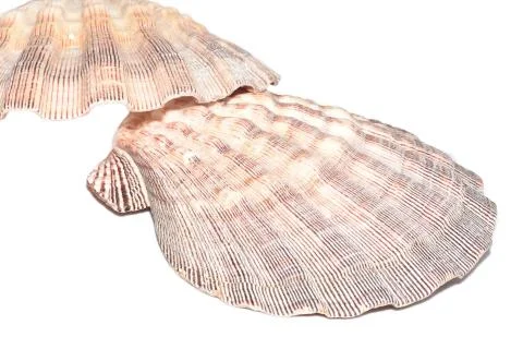 Seashell Lyropecten nodosus 스톡 사진