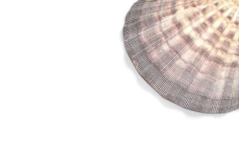 Seashell Lyropecten nodosus Stock Photos