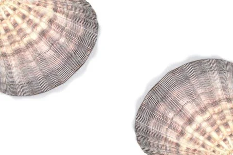 Seashell Lyropecten nodosus Stock Photos