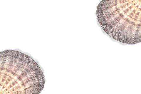 Seashell Lyropecten nodosus Stock Photos