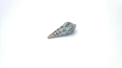 Seashell macro 0002 Stock Footage 332258815