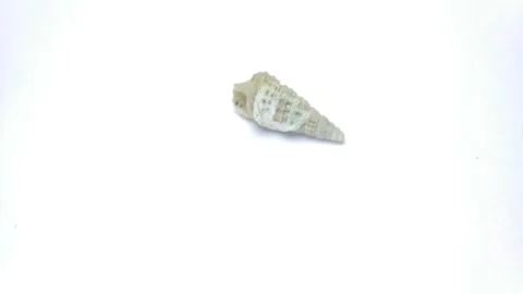 Seashell macro 0003 Stock Footage 332258814