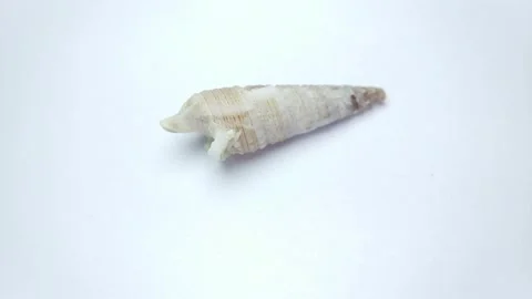 Seashell macro 0009 Stock Footage 332258955