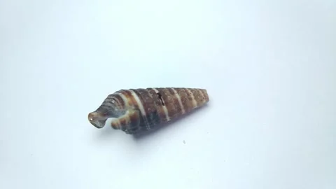 Seashell macro 0019 Stock Footage 332259163