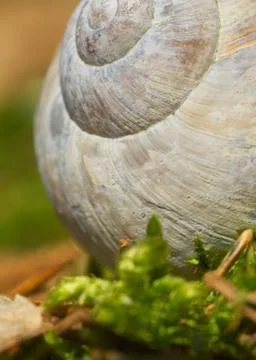 Seashell macro Stock Photos