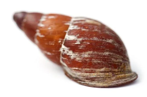 Seashell macro Stock Photos