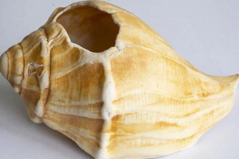 Seashell macro shot Stock Photos