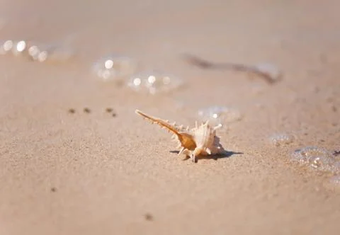 Seashell macro view on sand beach Stock Photos