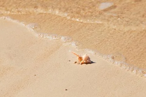 Seashell macro view on sand beach Stock Photos