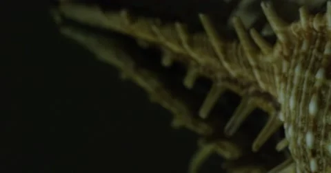 Seashell on mirror table, Mediterranean Sea. Stock Footage 52272794