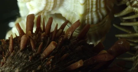 Seashell on mirror table, Mediterranean Sea. Stock Footage 52285155