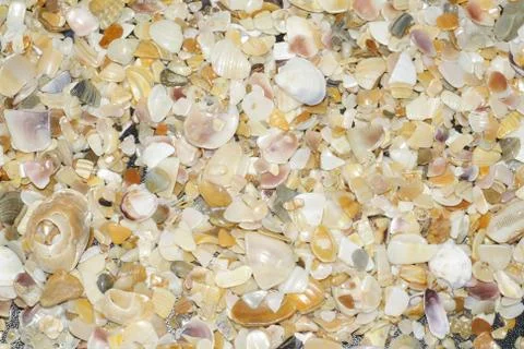 Seashell mix texture background Stock Photos