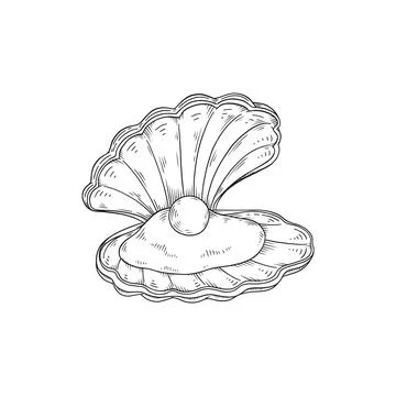 Seashell mollusk with pearl inside in hand drawn sketch style, vector 스톡 일러스트