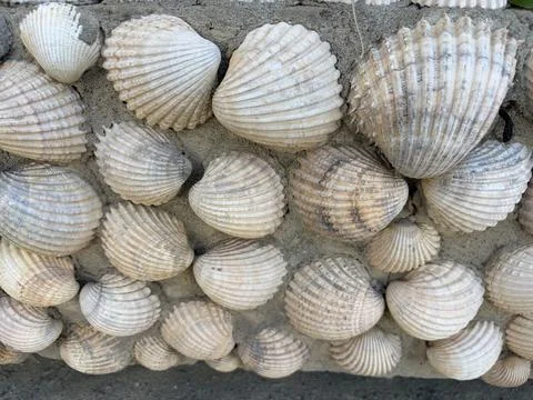 Seashell Mosaic Stock Photos