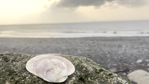 Seashell on Mossy Rock with Soft Ocean Waves and Hazy Sky Video stock 311583248