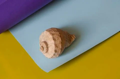 Seashell on a multi-colored paper background. Stock Photos
