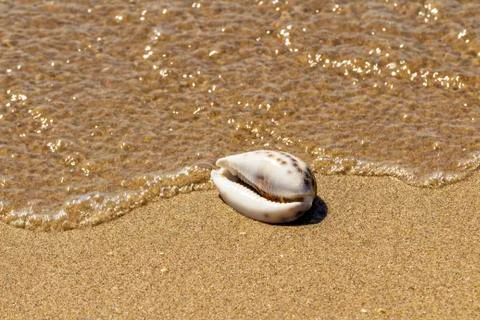Seashell in the natural environment. Sandy beach, light surf. 스톡 사진