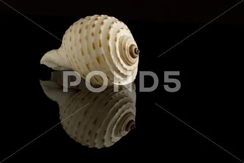 Seashell With Natural Spiral Decoration Stock Photos