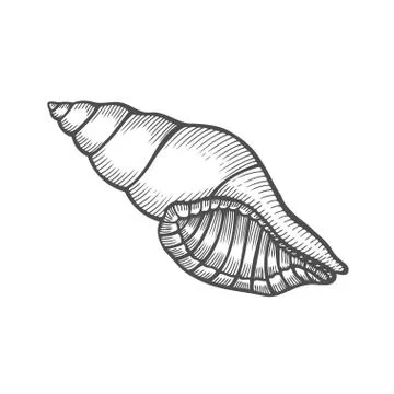Seashell nautilus Sea shell Illustrazione stock