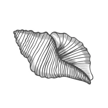 Seashell nautilus Sea shell Stock Illustration