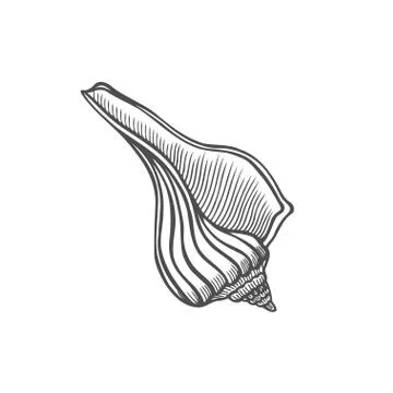 Seashell nautilus Sea shell Stock Illustration