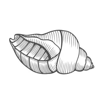 Seashell nautilus Sea shell Stock Illustration