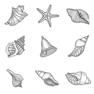 Seashell nautilus Sea shell Stock Illustration